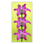 Tre tusenfrydblomster på en stilk. På blomstene står det 5/6, 2/3 og 1/2 (fra toppen ned).